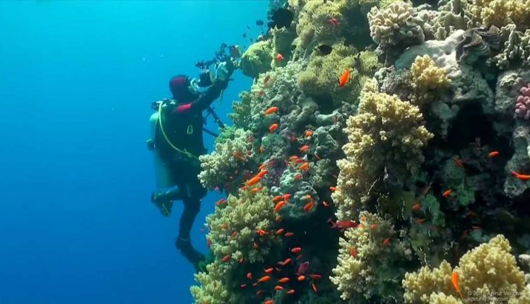 SCUBA Diving Egypt Red Sea - Underwater Video HD