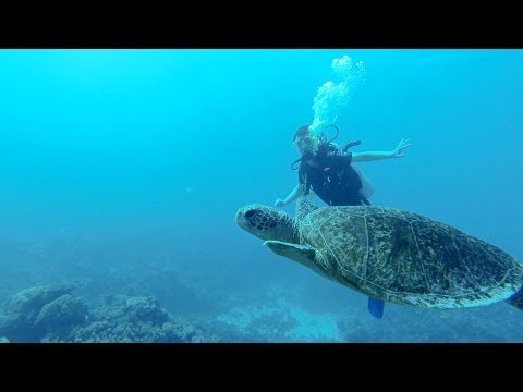 GoPro HD Scuba diving Great Barrier Reef