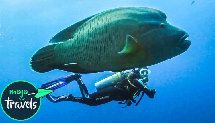 Top 10 Most Awesome Scuba Diving Spots Ever