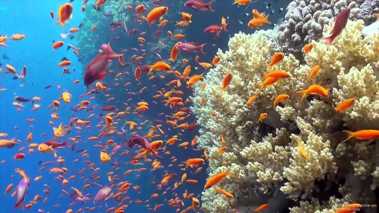 Scuba Diving the Great Barrier Reef Red Sea Egypt Tiran Full HD