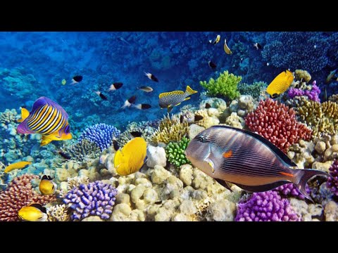 Breathtaking Dive in Raja Ampat , West Papua , Indonesia Coral Reef