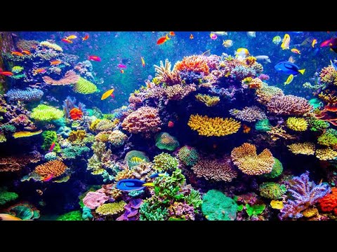 Coral Reef Aquaculture Farm Dive in Indonesia - Hidden Gardens the Documentary