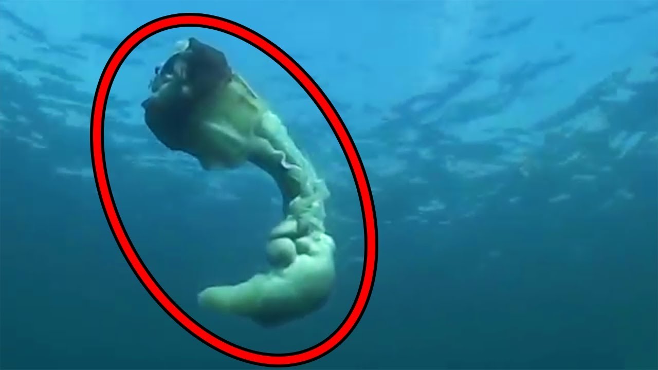 Top 15 Scariest Videos Caught By Divers