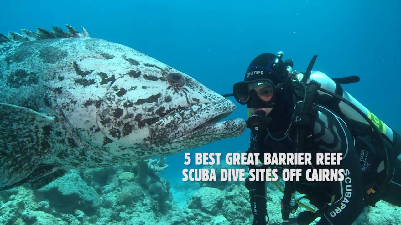 Top 5 Great Barrier Reef Scuba Dive Sites off Cairns