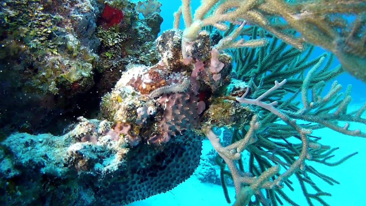 Best Diving in the World.  Cozumel , Mexico GoPro Hero3.