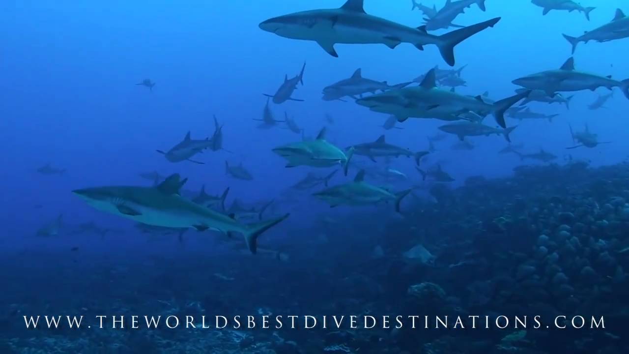 The World's Best Dive Destinations HD