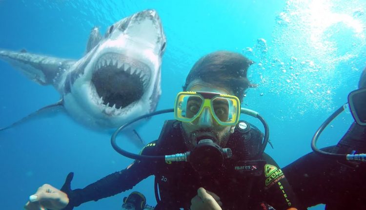GOPRO SCUBA DIVING IN THE GREAT BARRIER REEF | KRISHNA