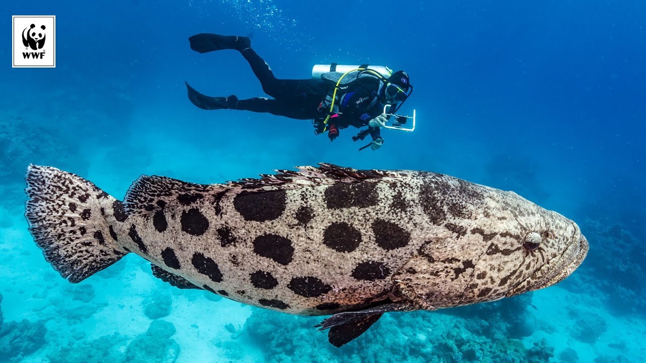 Diving in the Coral Sea | WWF-Australia