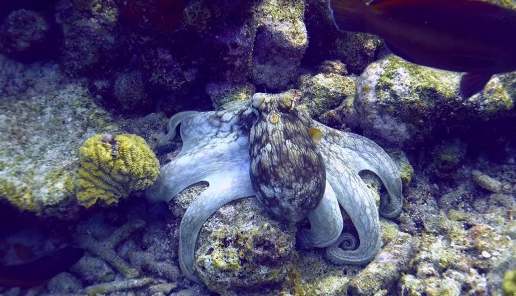 Bonaire scuba diving  4K sony AX100