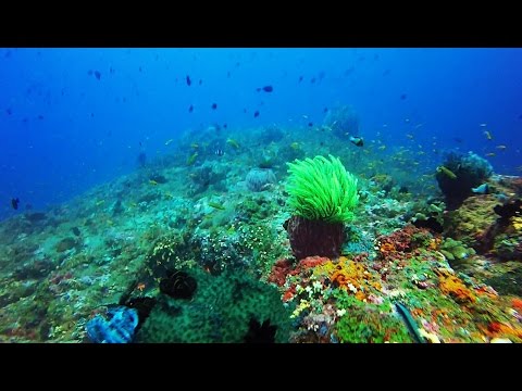 Scuba Diving in India, Andamans, Havelock  Dixon's Pinnacle v1