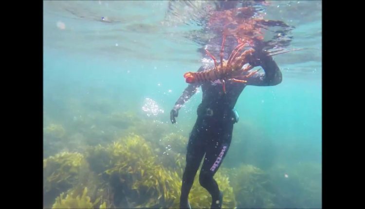 Great Barrier Island Diving