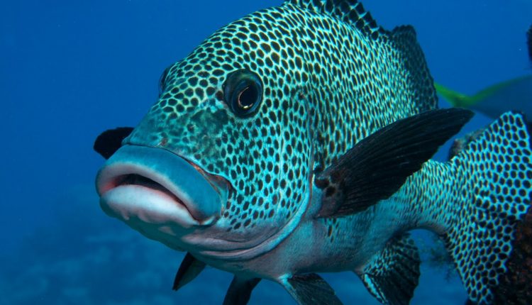 The best dive sites on the Great Barrier Reef
