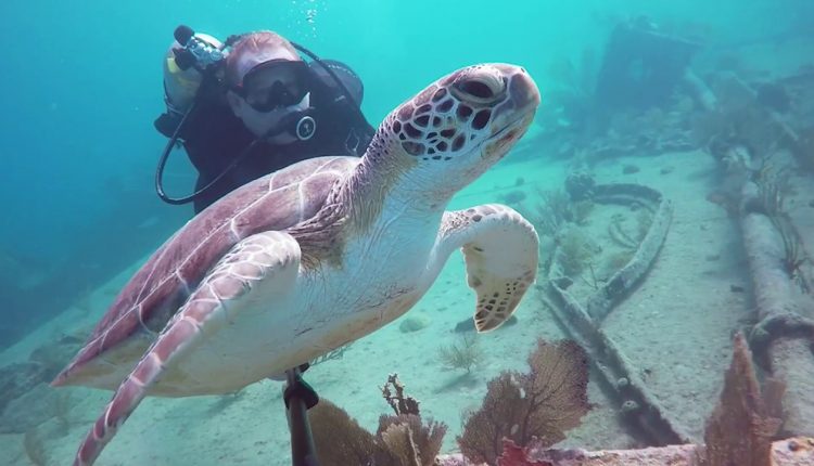 Scuba Diving in Key Largo, Florida: Molasses Reef, French Reef, Benwood & Spiegle Grove dive sites