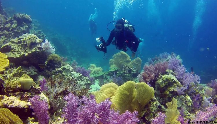 Scuba diving coral reefs - Phuket
