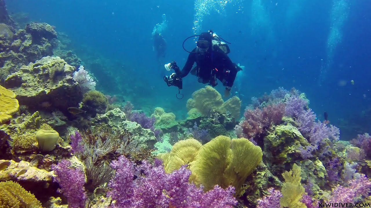 Scuba diving coral reefs - Phuket