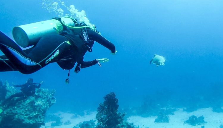 Chasing a Turtle at the Bottom of the Coral Reef. Scuba Diving in The  Red Sea, Egypt