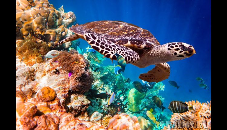 10 Best Dive Spots in the World