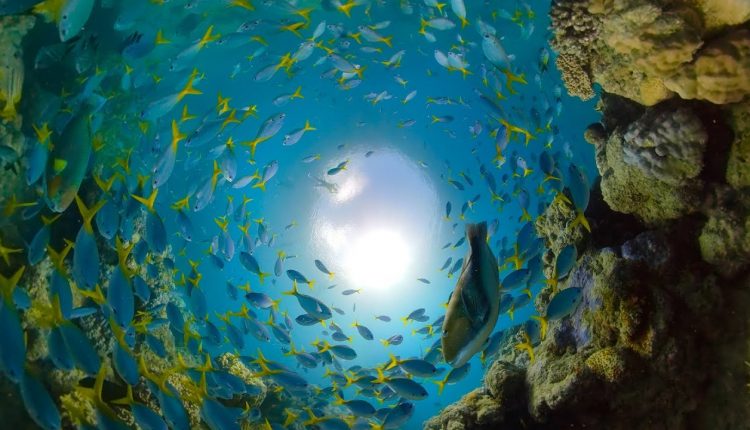 GoPro Awards: Great Barrier Reef with Fusion Overcapture in 4K