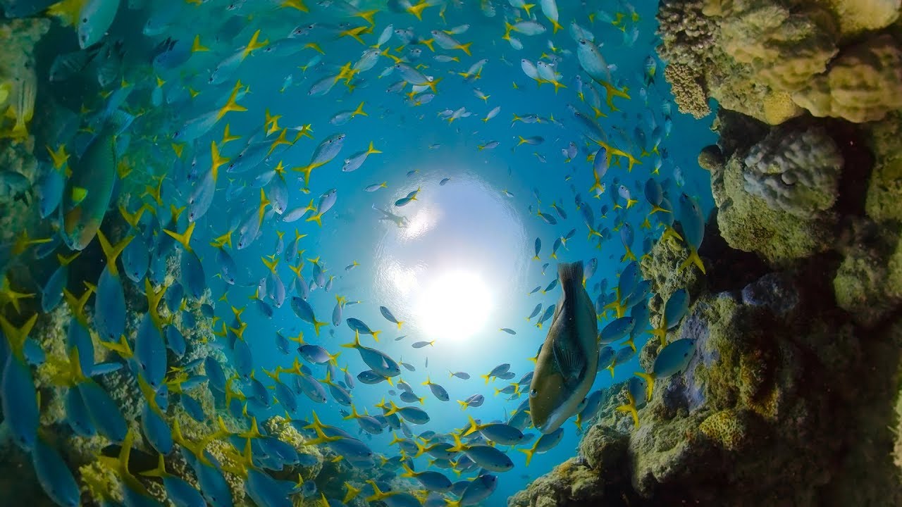 GoPro Awards: Great Barrier Reef with Fusion Overcapture in 4K