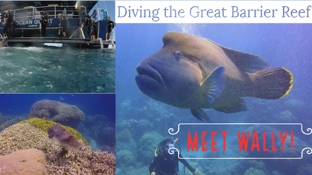 Scuba Liveaboard on the Great Barrier Reef in 4K (feat. WALLY!)
