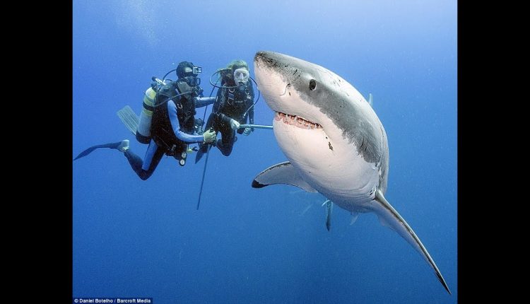 CRAZY SCUBA DIVING EXPERIENCE!  (GRAND CAYMAN)