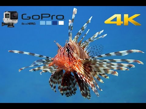 SCUBA diving Egypt Red Sea - UHD 4k