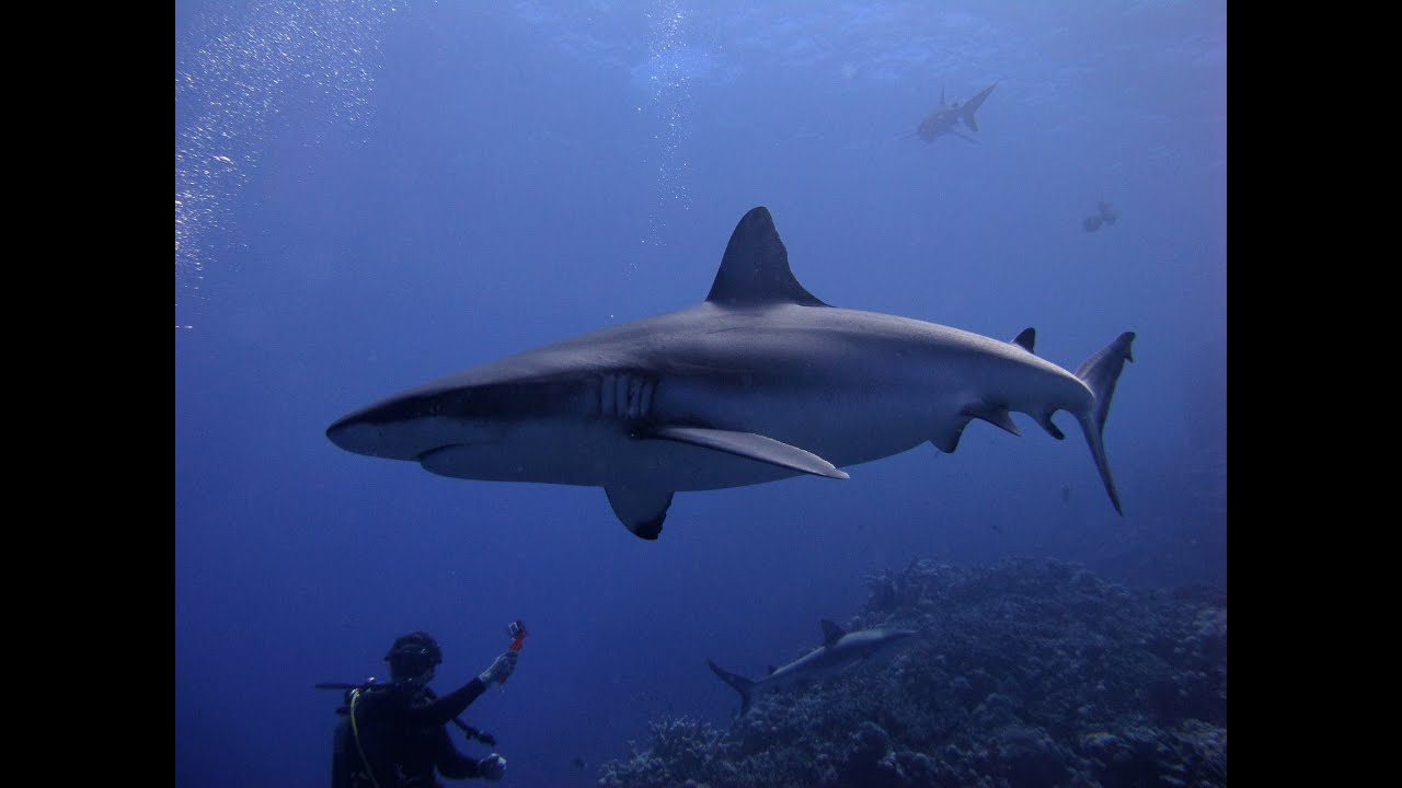Diving Osprey & Great Barrier Reef 2014 - Shark Feeding Frenzy, Manta Ray, Olive Sea Snakes...