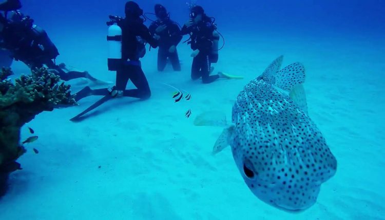 Mauritius Scuba Diving : Lion Reef near Pereybere Beach : 24 June 2016
