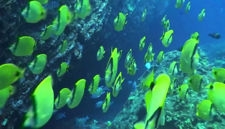 The best dive sites of Oahu, Hawaii