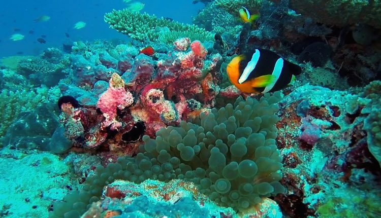 Scuba Diving at Maldives 2016