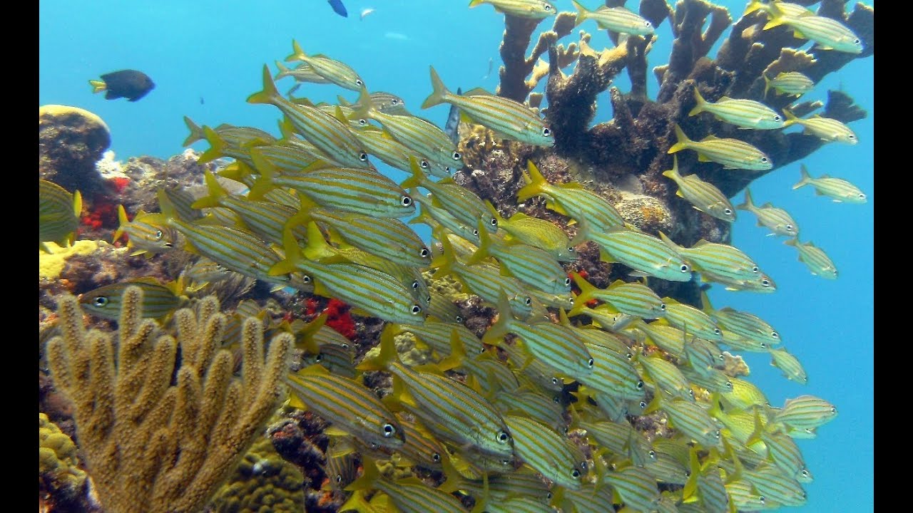 Scuba Diving in Cancun Mexico Reef 2014 HD GoPro 3+ HD
