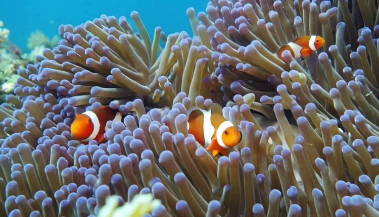 Best Scuba Diving Moments 2015