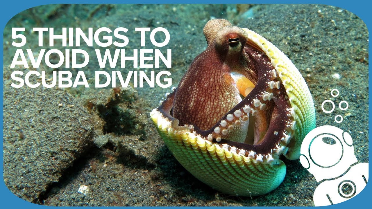5 Things To Avoid When Scuba Diving
