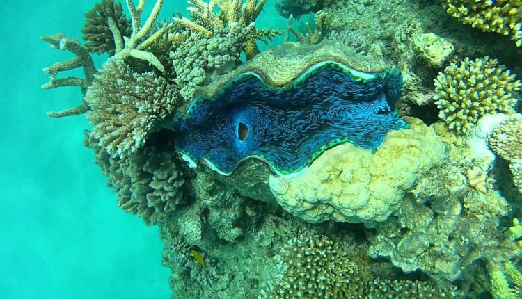 Scuba diving at Hastings Reef | The Great Barrier Reef