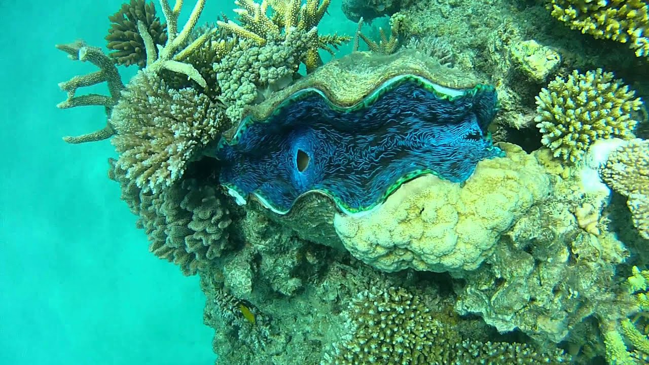 Scuba diving at Hastings Reef | The Great Barrier Reef