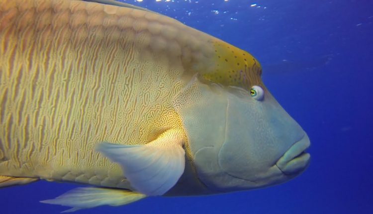 Scuba Diving at Norman Reef on The Great Barrier Reef