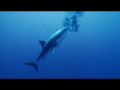 Scuba Diving with Great White Sharks