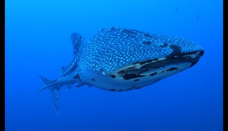 Best of diving Philippines - Tubbataha reef (HD)