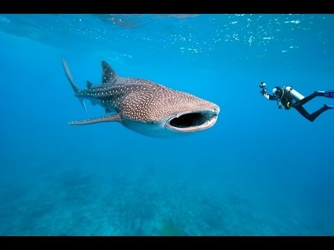 Best Scuba Diving Holiday Locations: Scuba Dive in the Maldives!!!
