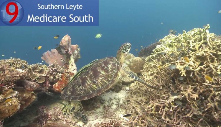 My top 10 dive sites of my trip to Philippines 2011