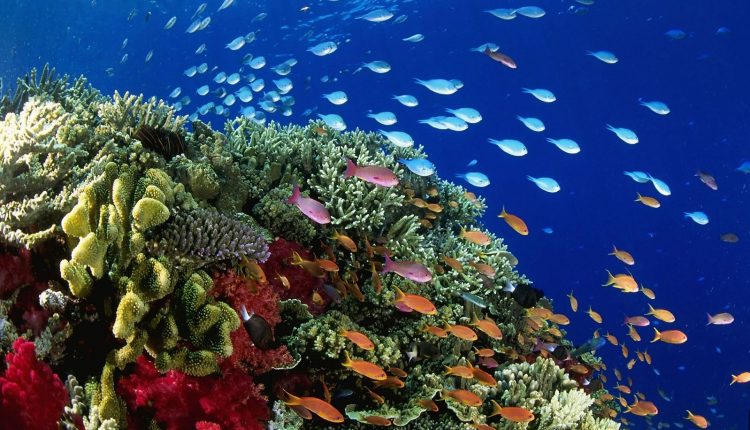 Great Barrier Reef - An Underwater Carnival of Dreams - 3D Diving