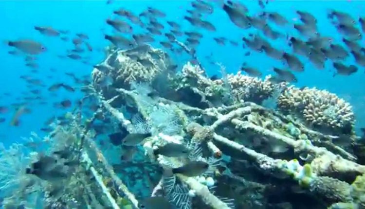 The Best of Bali Diving