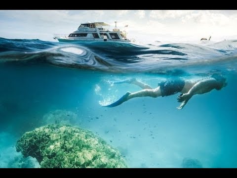 Dive and snorkel the Great Barrier Reef with a Marine Biologist