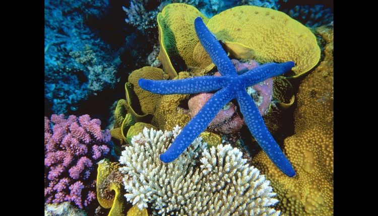 BBC Great Barrier Reef with David Attenborough 2of3 || VISITORS - HD 1080pi.