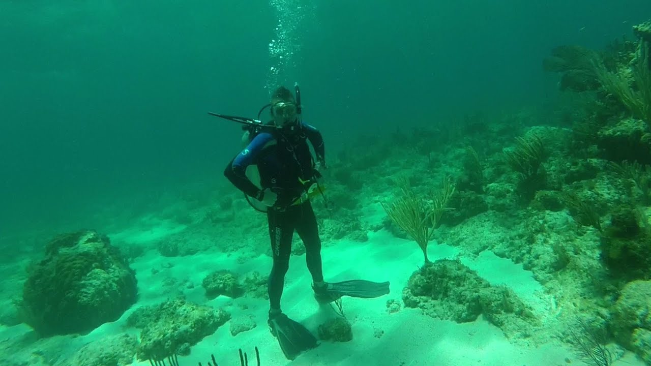 Diving The Reef!