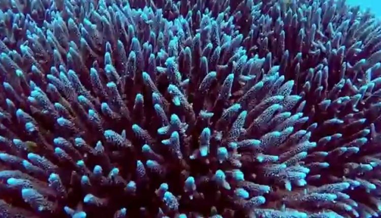 NEW Best highlights of diving The Great Barrier Reef