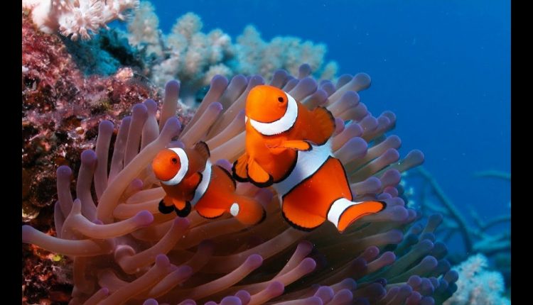 3HRS Stunning Underwater Footage + Relaxing Music | French Polynesia, Indonesia 4K Upscale