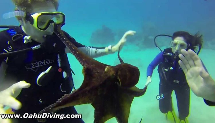 Oahu Diving's First Time Diver Program, What to Expect