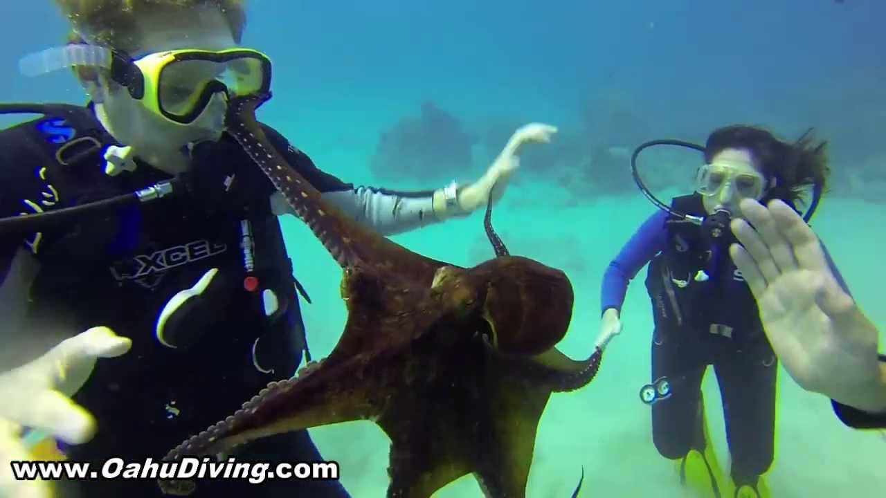 Oahu Diving's First Time Diver Program, What to Expect