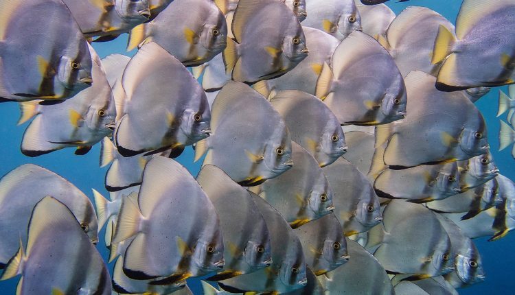 Raja Ampat - best diving in the world